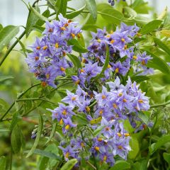 Solanum crispum Glasnevin - Nachtschade