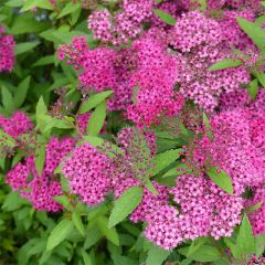 Spierstruik Anthony Waterer - Spiraea japonica