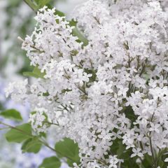 Syringa meyeri Flowerfesta Wit - Dwergsering