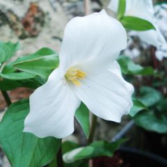 Trillium grandiflorum - Drieblad