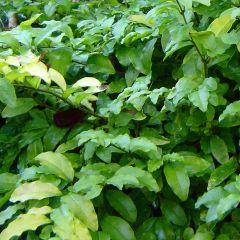 Ligustrum ovalifolium Lemon Lime - Haagliguster