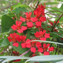 Tropaeolum speciosum - Oostindische kers