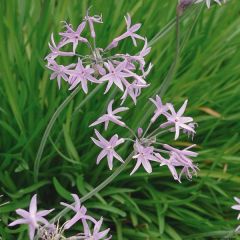 Tulbaghia cominsii Violacea - Wilde knoflook