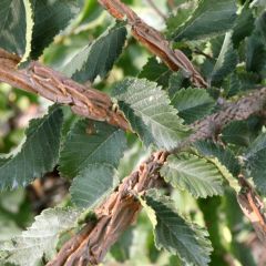 Ulmus minor suberosa - Gladde iep
