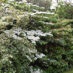 Viburnum plicatum Lanarth - Japanse sneeuwbal