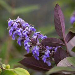Vitex agnus-castus Flip Side - Kuise boom