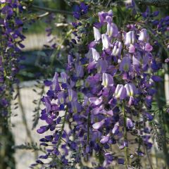 Wisteria floribunda Domino - Blauweregen