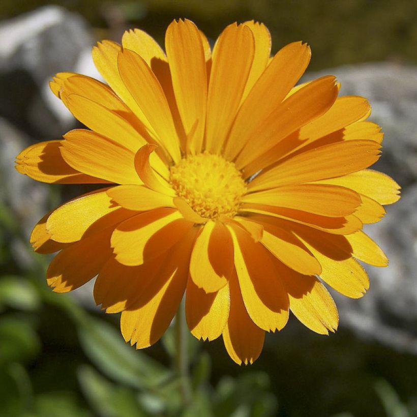 Calendula officinalis (zaad) - Goudsbloem (Flowering)
