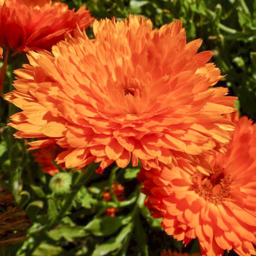 Calendula officinalis Candyman Orange (zaad) - Goudsbloem (Bloei)