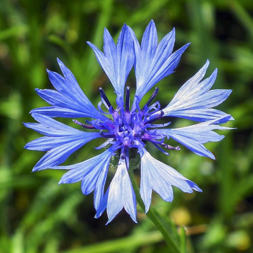 Korenbloem dubbel gemengd (zaad) - Centaurea cyanus (Bloei)