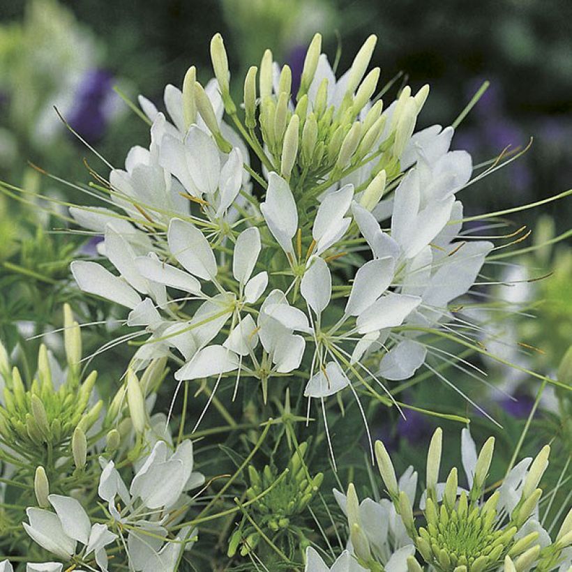 Cleome hassleriana Helen Campbell (zaad) - Kattensnor (Bloei)