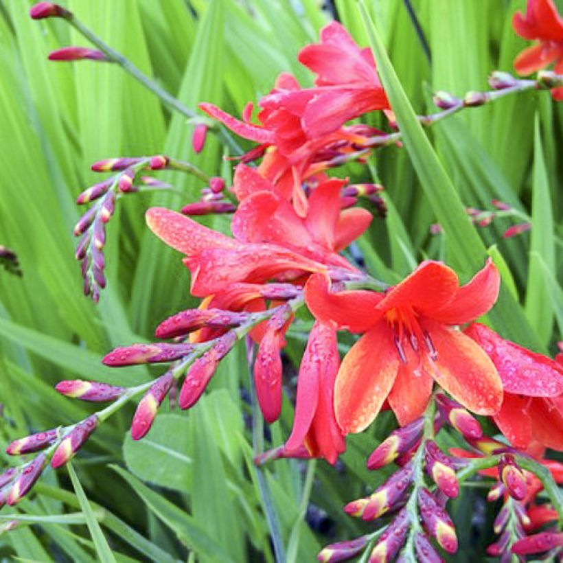 Crocosmia crocosmiiflora Philippa Browne - Montbretia (Bloei)