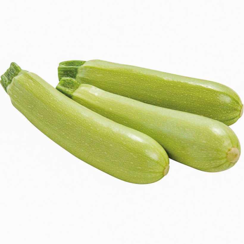 Courgette Amalthée F1 BIO (Oogst)