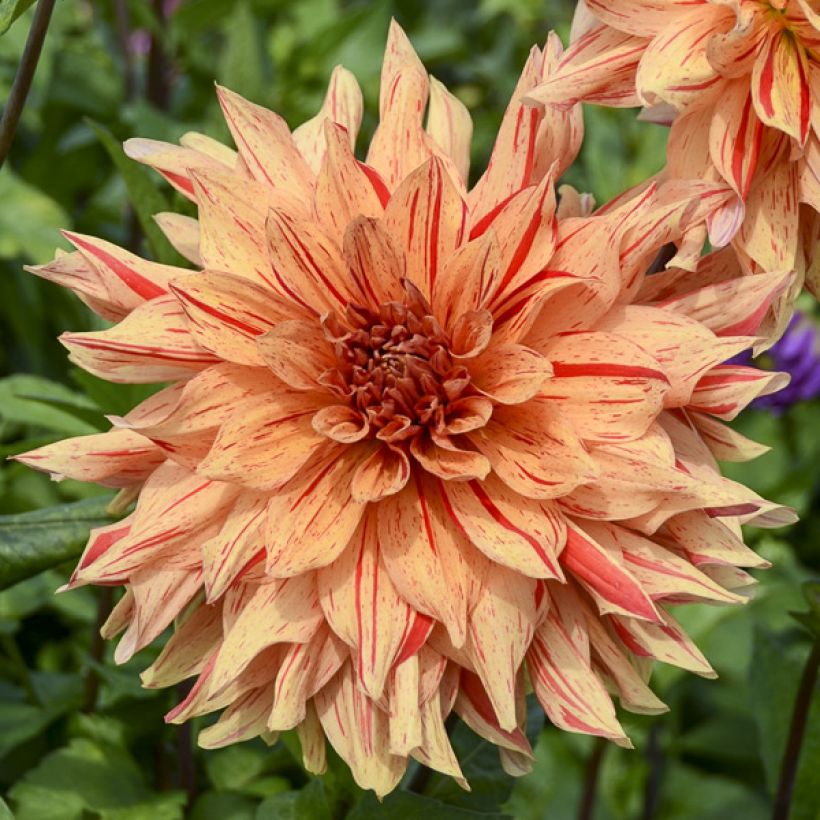 Dahlia Clown - decoratieve dahlia (Bloei)