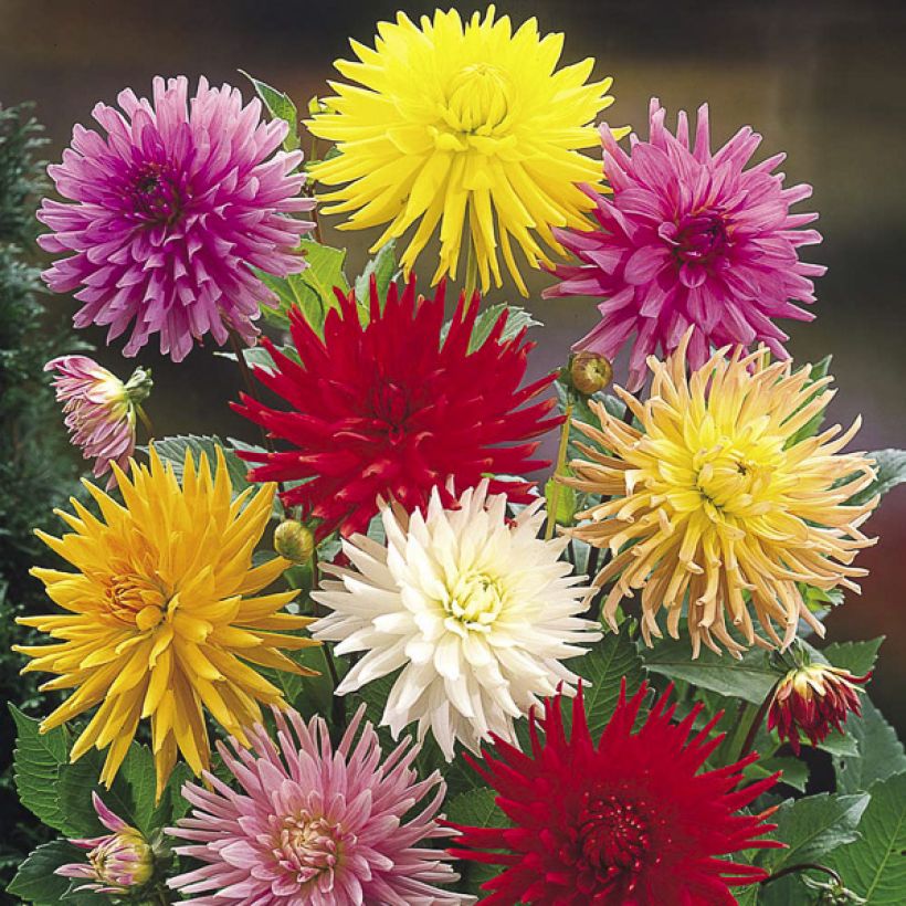 Dahlia Cactus Hybrids Mix (zaad) (Bloei)