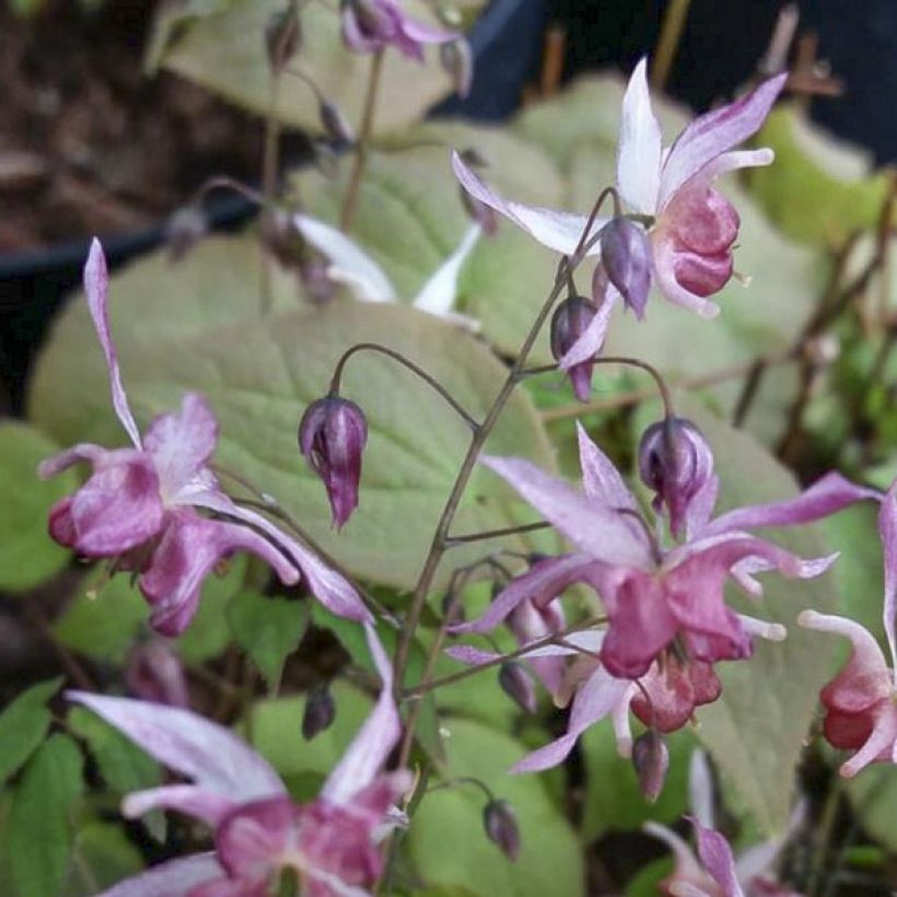 Epimedium Asiatic hybrids - Elfenbloem (Bloei)