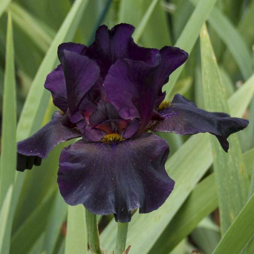 Iris germanica Old Black Magic - Baardiris (Bloei)