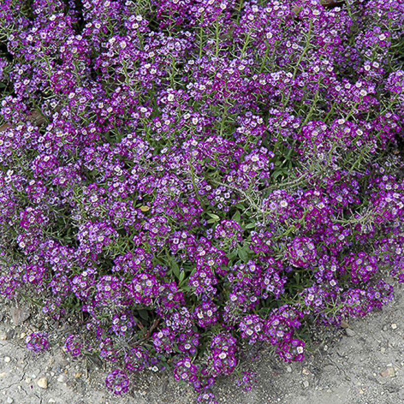 Lobularia maritima Oriental Nights (zaad) - Zilverschildzaad (Bloei)
