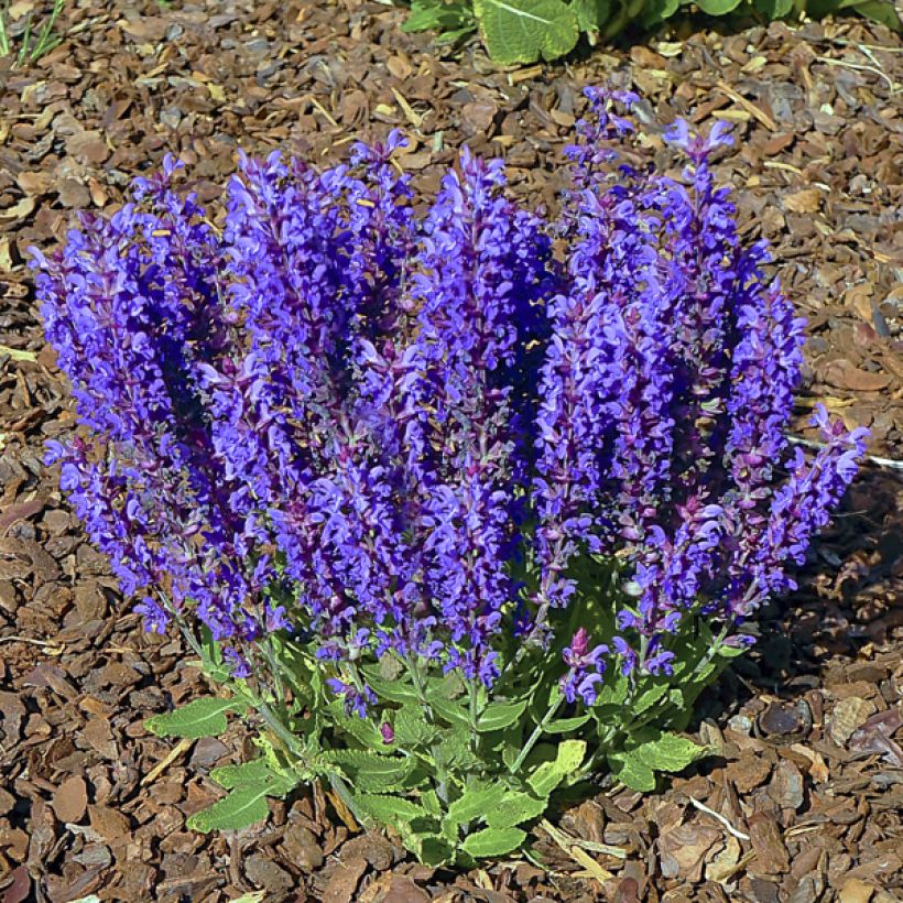 Salvia nemorosa Blue Bouquetta - Bossalie (Groeiplaats)