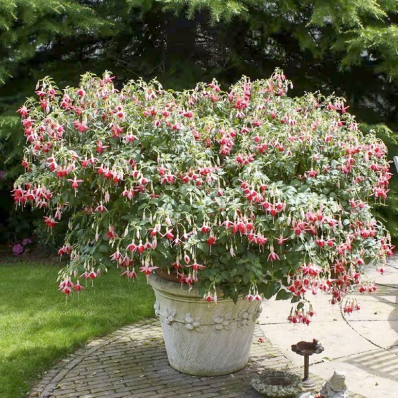 Fuchsia Celia Smedley - Bellenplant (Groeiplaats)