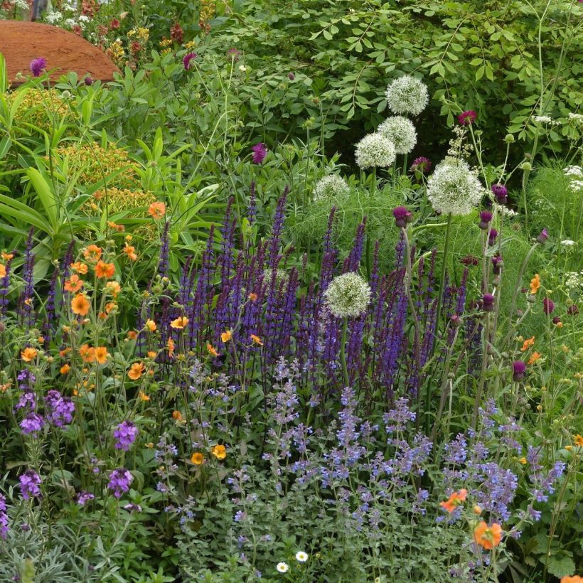 3 Onmisbare vaste planten voor de zomer (Groeiplaats)