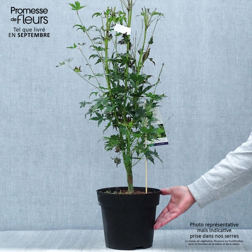 Exemplaar van Acer palmatum Tsukasa Silhouette - Japanse esdoorn Pot van 6 l/7 l zoals geleverd in de herfst