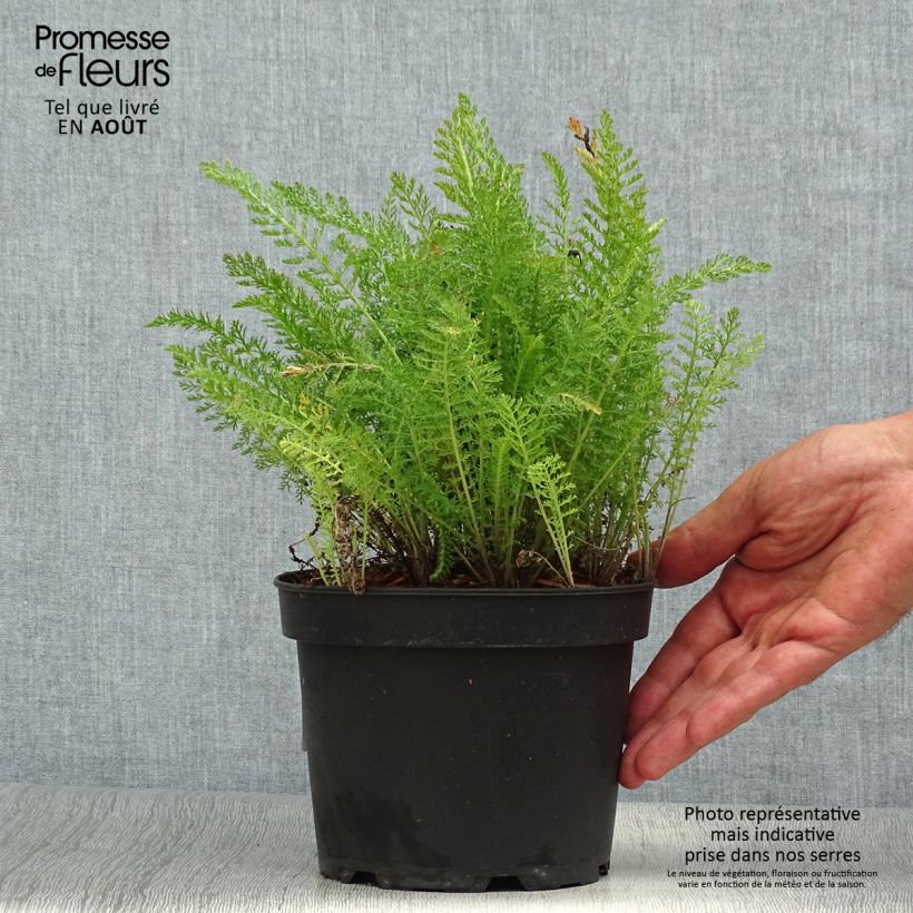 Exemplaar van Achillea millefolium Summer Pastels - Duizendblad Pot van 2 l/3 l zoals geleverd in de zomer