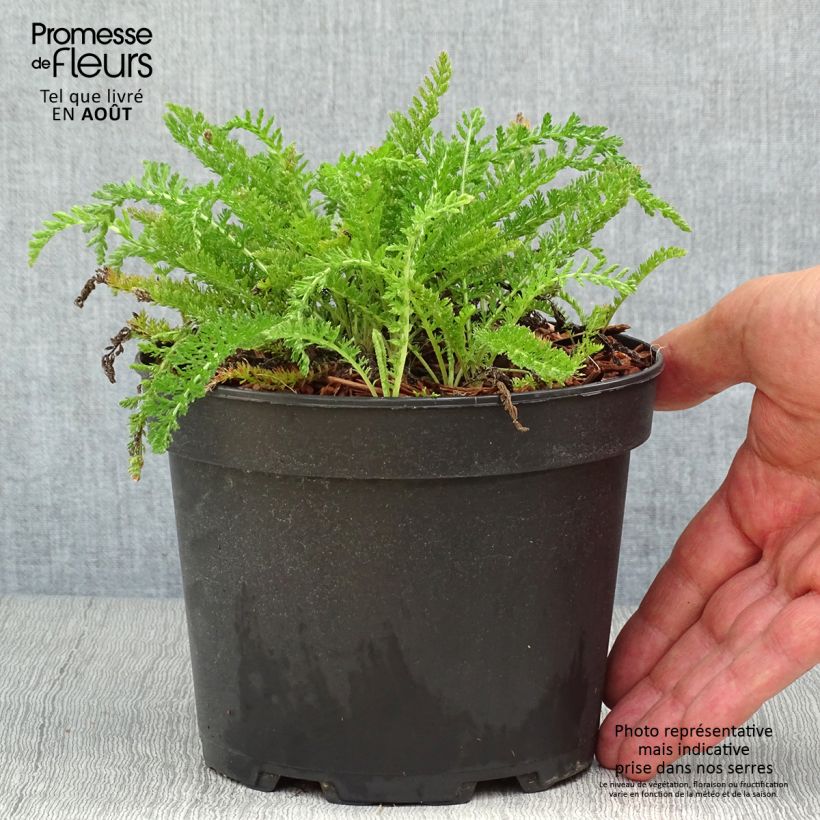 Exemplaar van Achillea millefolium White Beauty - Duizendblad Pot van 2 l/3 l zoals geleverd in de zomer