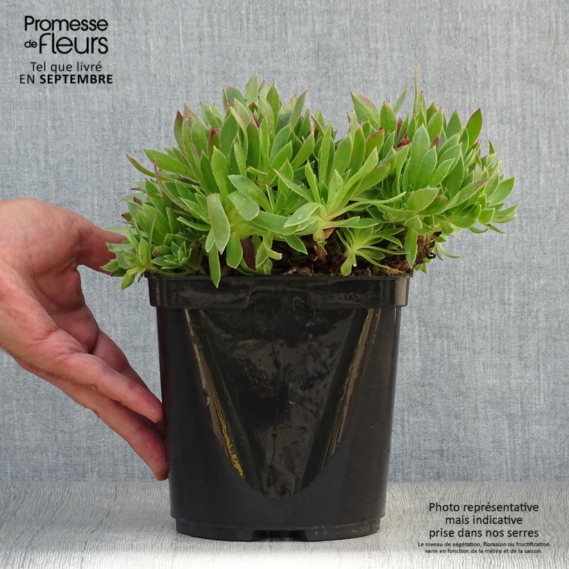 Example of Aeonium arboreum Cornish Tribute - Boom-aeonium Pot van 3 l/4 l as you get in automne