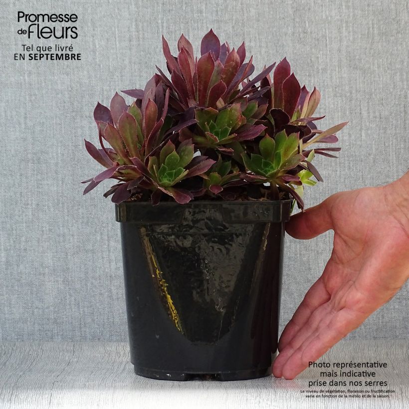 Example of Aeonium arboreum Du Rozzen - Boom-aeonium Pot van 3 l/4 l as you get in automne