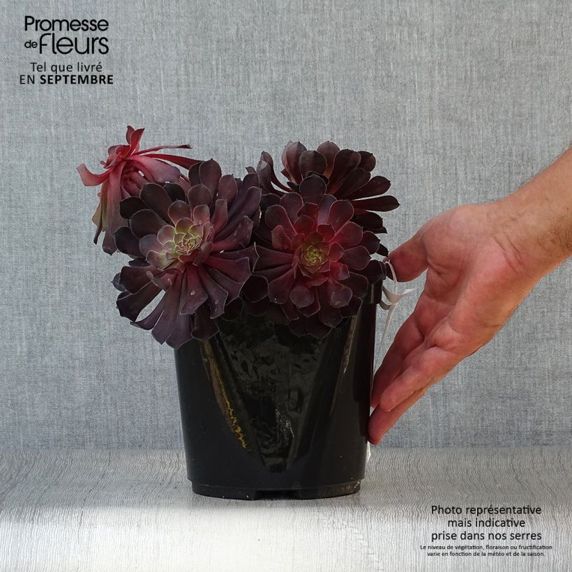 Exemplaar van Aeonium arboreum Tip Top - Boom-aeonium Pot van 3 l/4 l zoals geleverd in de herfst