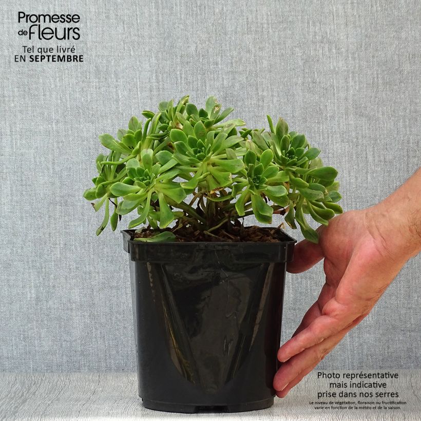 Exemplaar van Aeonium occidentale - Huislookboom Pot van 3 l/4 l zoals geleverd in de herfst