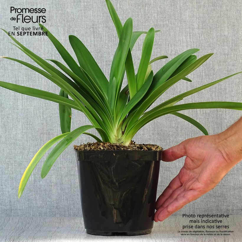 Exemplaar van Agapanthus Full Moon - Afrikaanse lelie Pot van 2 l/3 l zoals geleverd in de herfst