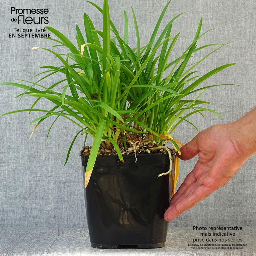 Exemplaar van Agapanthus Vallée de la Romanche - Afrikaanse lelie Pot van 2 l/3 l zoals geleverd in de herfst