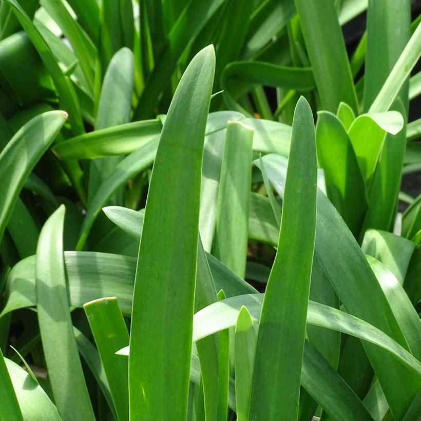 Agapanthus Vallée de la Sarthe - Afrikaanse lelie (Blad)