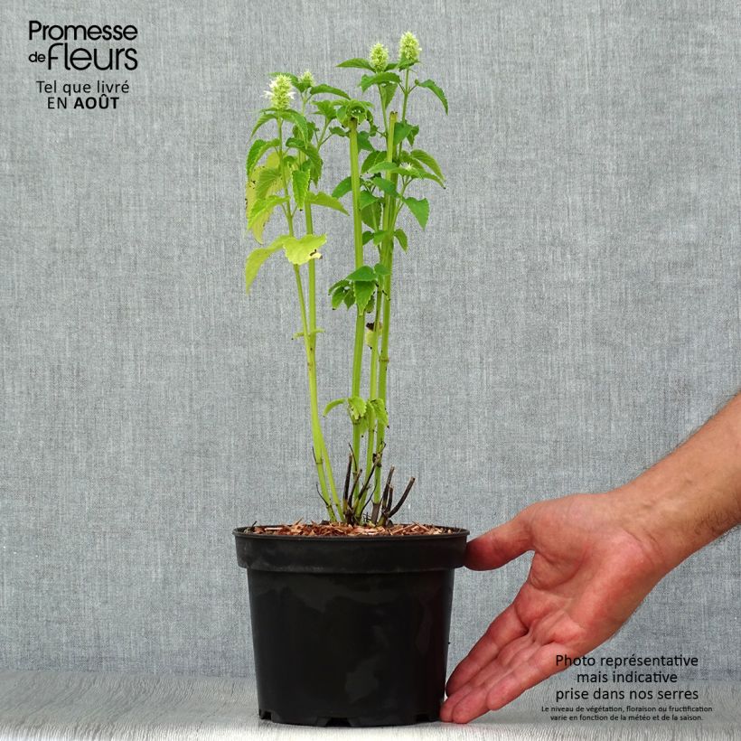 Exemplaar van Agastache rugosa Alabaster - Koreaanse munt Pot van 2 l/3 l zoals geleverd in de zomer