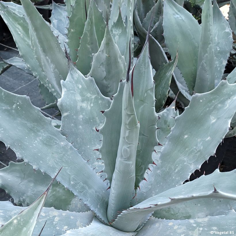 Agave durangensis (Blad)