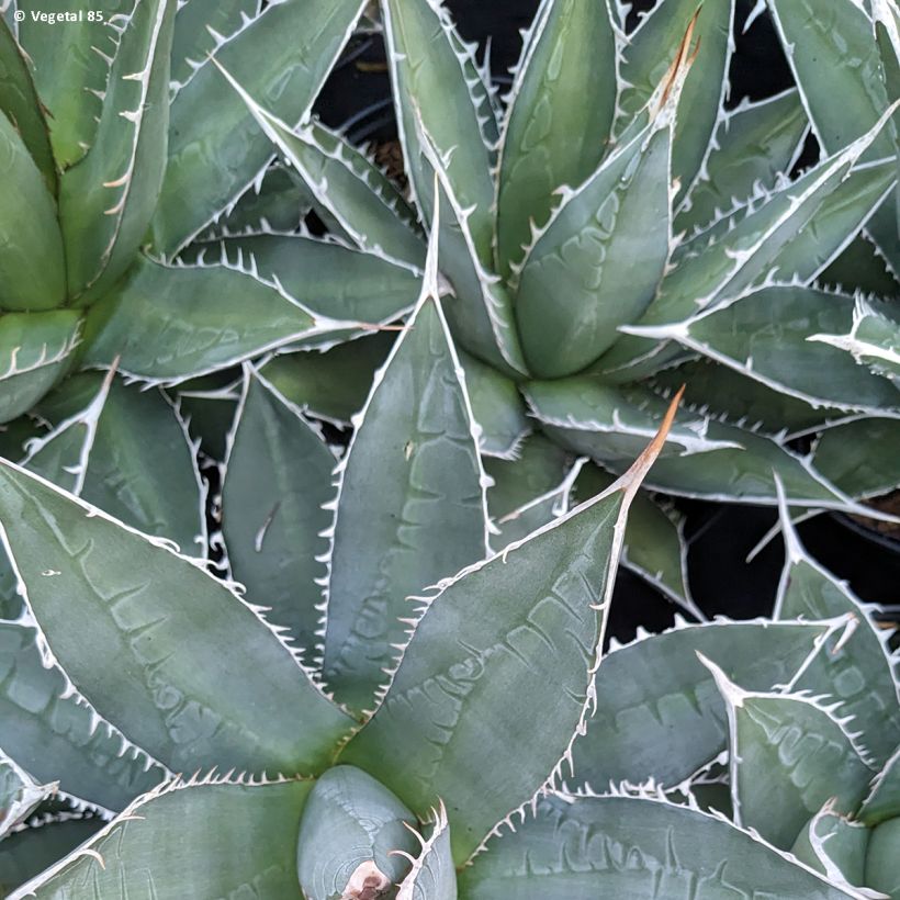 Agave kerchovei (Blad)