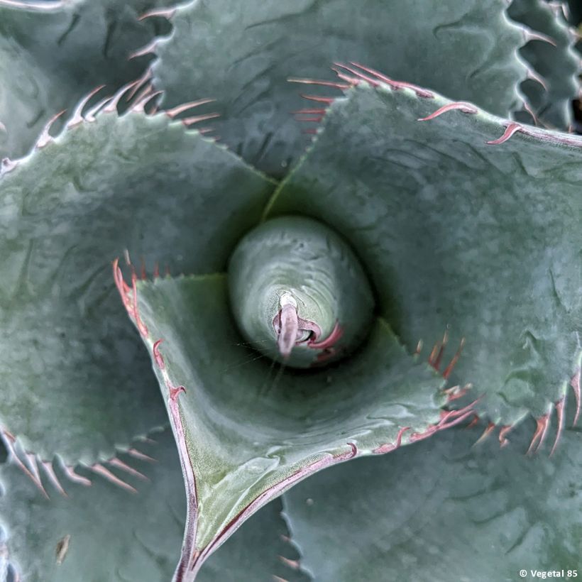 Agave parrasana (Blad)