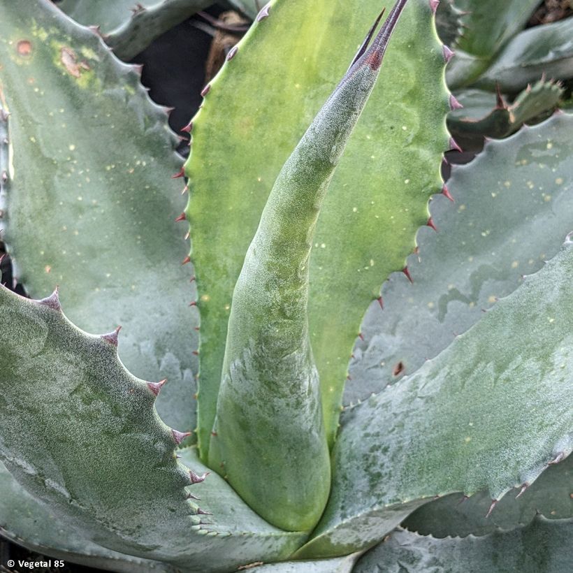 Agave salmiana (Blad)