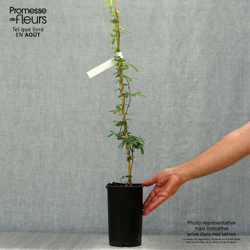 Exemplaar van Akebia longeracemosa - Schijnaugurk Pot van 2 l/3 l zoals geleverd in de zomer
