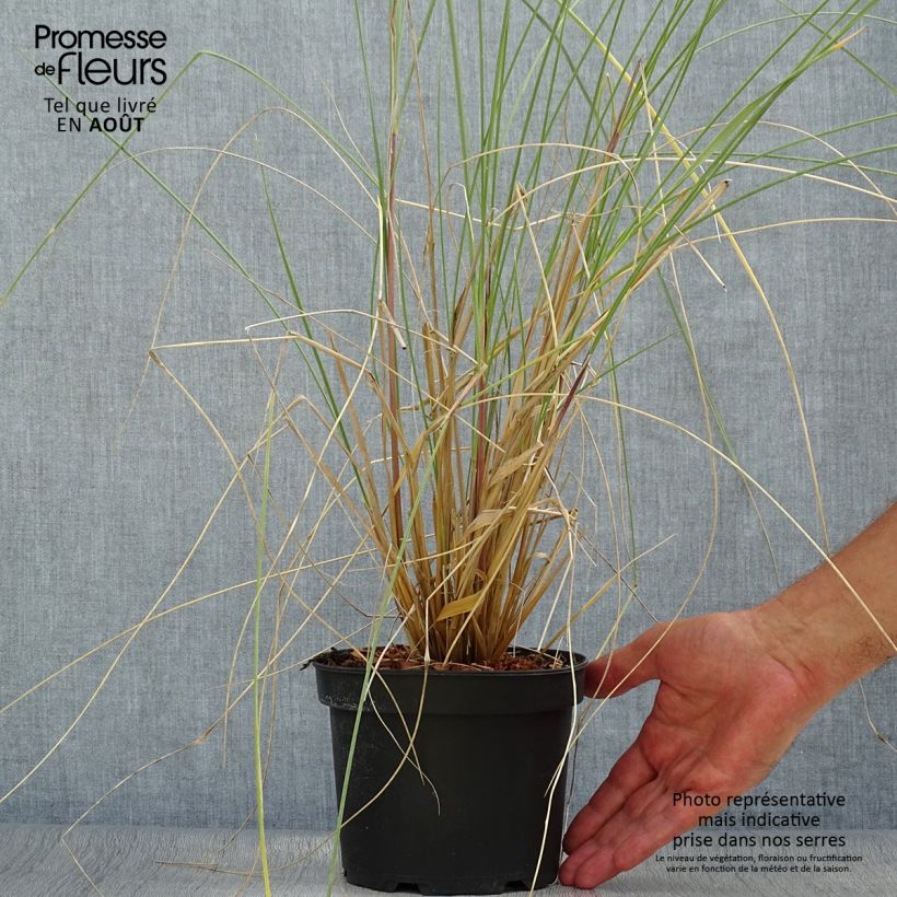 Exemplaar van Ammophila arenaria - Helmgras Pot van 2 l/3 l zoals geleverd in de zomer
