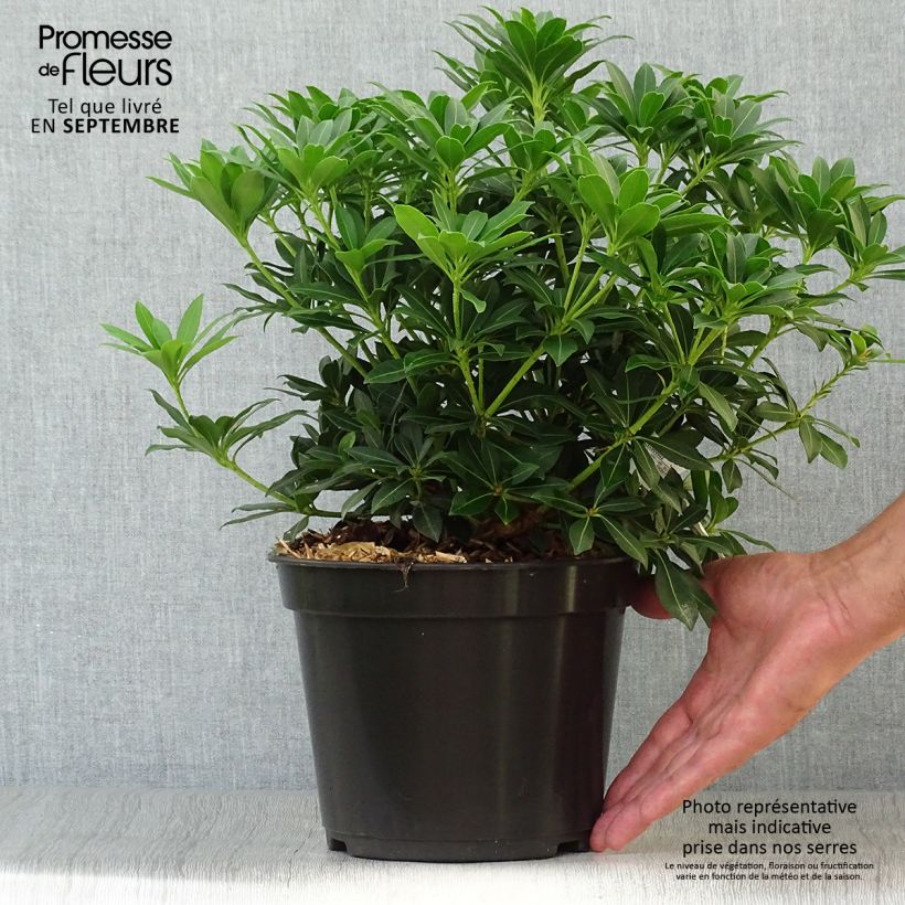 Exemplaar van Pieris japonica Sarabande - Japanse rotsheide Pot van 3 l/4 l zoals geleverd in de herfst
