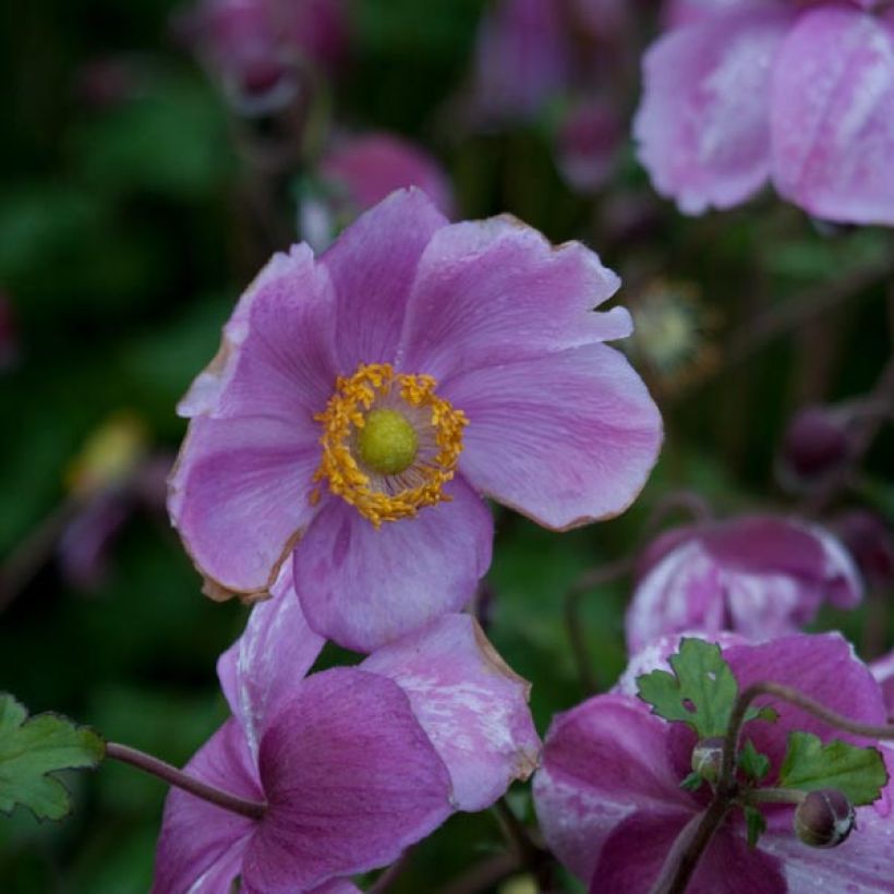 Anemone Rosenschale - Herfstanemoon (Bloei)