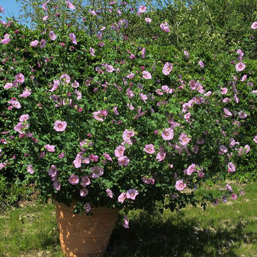 Anisodontea malvastroides Cristal - Kaapse malva roze (Groeiplaats)
