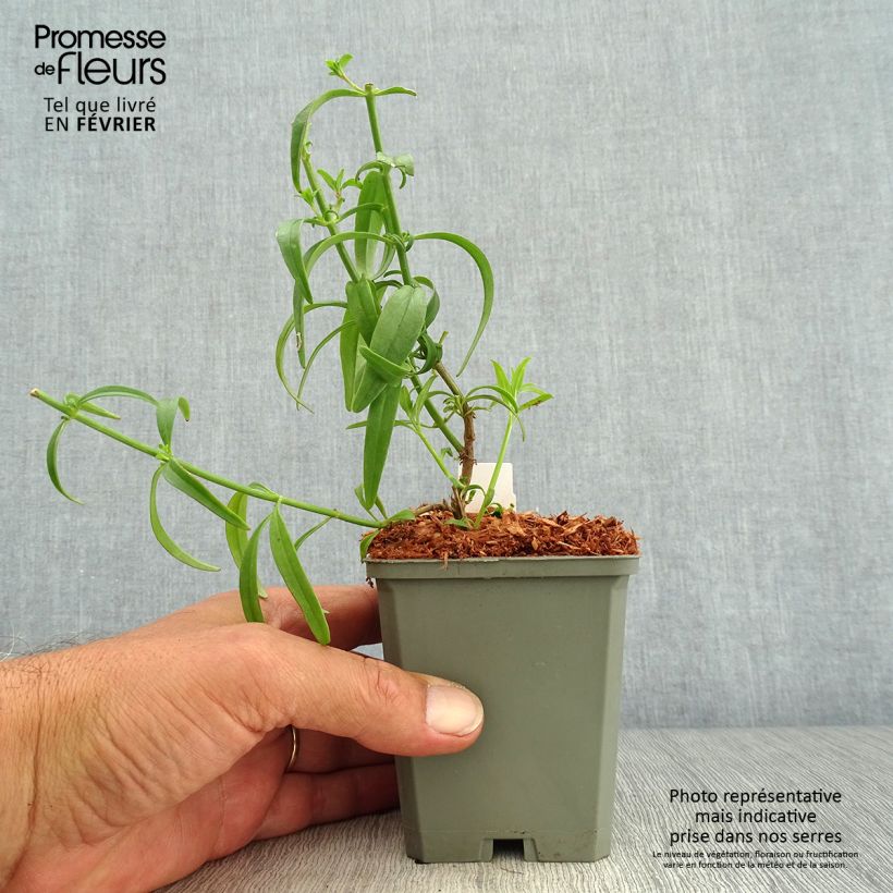 Exemplaar van Leeuwenbek Pretty in Pink Pmoore07 - Antirrhinum majus Kweekpotje van 8/9 cm zoals geleverd in de herfst