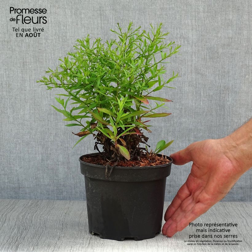 Exemplaar van Aster dumosus Anneke - Dwergaster Pot van 1,5 l/2 l zoals geleverd in de zomer