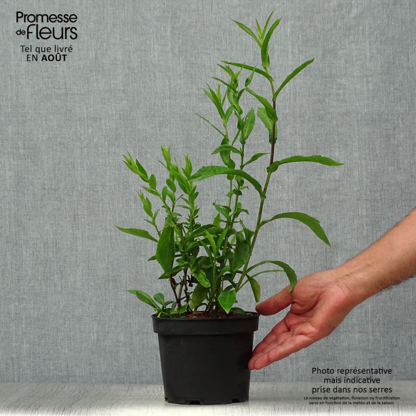 Exemplaar van Aster novi-belgii Fellowship - Nieuw-Nederlandse aster Pot van 2 l/3 l zoals geleverd in de zomer