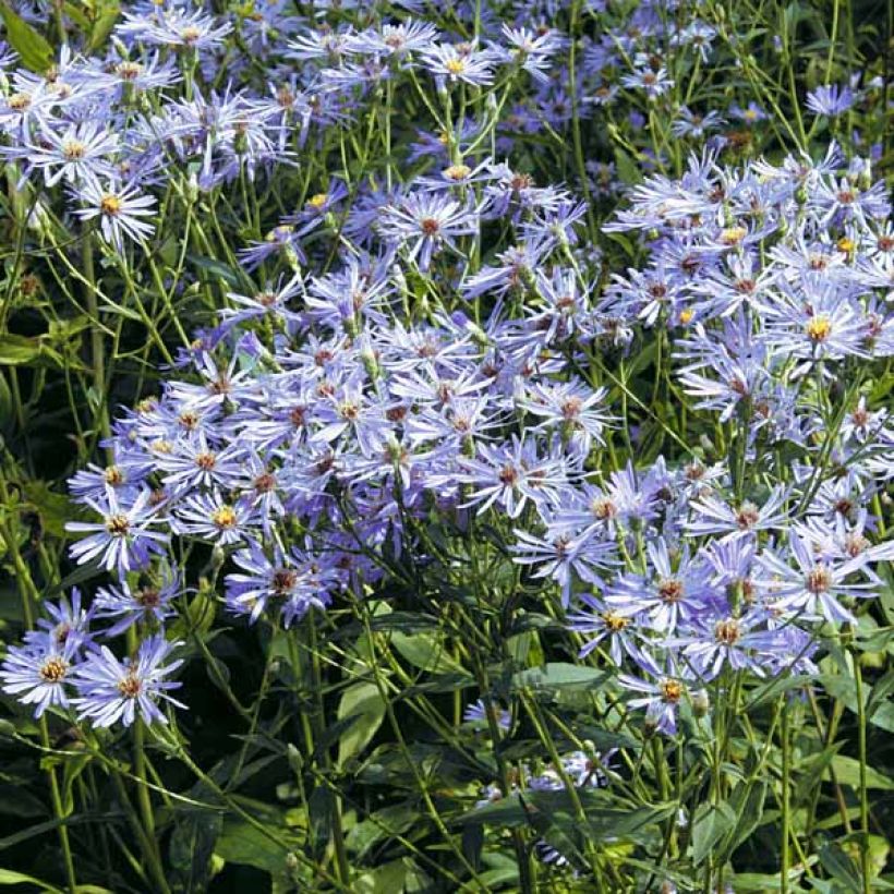 Aster Twilight - Grootbladige aster (Groeiplaats)