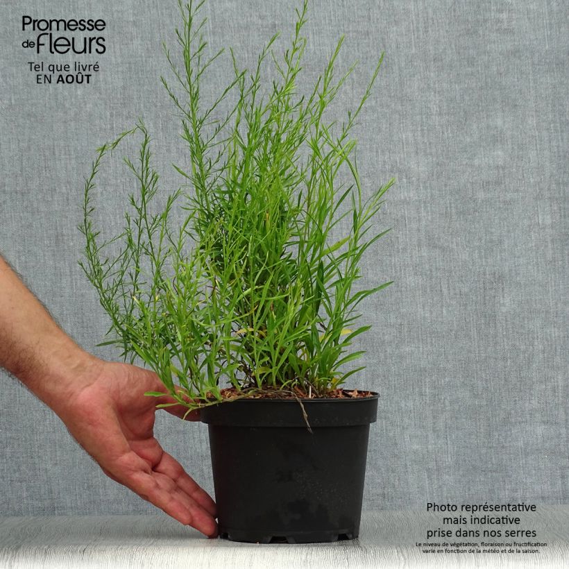 Exemplaar van Aster ericoides pringlei Monte Cassino - Septemberkruid Pot van 2 l/3 l zoals geleverd in de zomer